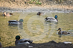 Very pretty wild duck on the small river in  the sunshine