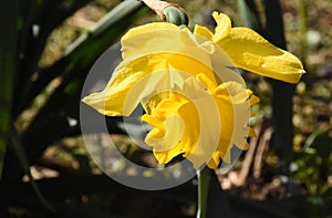 Very Pretty Yellow Jonquil Flowering and Blooming in a Garden