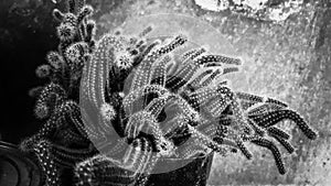 very productive cactus, artistic black and white photo with rustic background