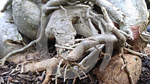 very profuse roots and connecting to the soil in the pot