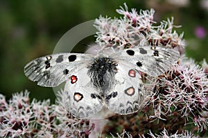 The very rare apollo butterfly