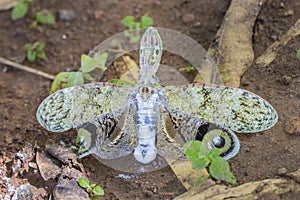 Very rare beautiful brazilian butterfly