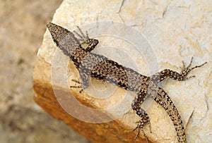 Very rare common wall lizard Podarcis muralis