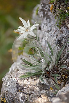 Edelweiss mountain flower. Leontopodium nivale