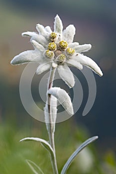 Wildflower edelweiss Leontopodium nivale photo