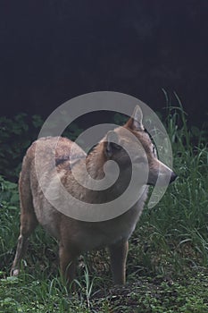 very rare, endangered and threatened species himalayan wolf, singalila national park in west bengal, india photo
