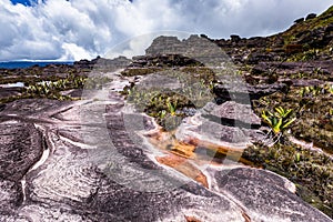 A very rare endemic plants on the plateau of Roraima - Venezuela