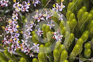 A very rare endemic plants on the plateau of Roraima - Venezuela