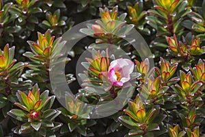 A very rare endemic plants on the plateau of Roraima - Venezuela