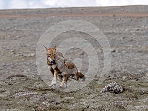 Rare Ethiopian wolf, Canis simensis, female welcomes male, Sanetti plateau, Bale National Park, Ethiopia photo