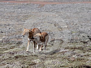 Rare Ethiopian wolf, Canis simensis, female welcomes male, Sanetti plateau, Bale National Park, Ethiopia photo