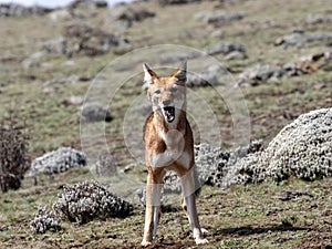 Rare Ethiopian wolf, Canis simensis, at loud howling, Sanetti plateau, Bale National Park, Ethiopia photo