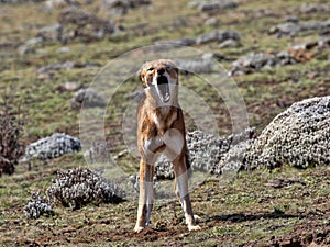 rare Ethiopian wolf, Canis simensis, at loud howling, Sanetti plateau, Bale National Park, Ethiopia photo