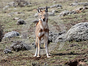 Rare Ethiopian wolf, Canis simensis, at loud howling, Sanetti plateau, Bale National Park, Ethiopia photo