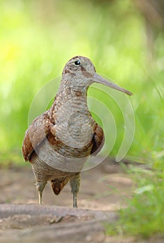 Very rare eurasian woodcock in forest