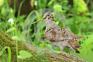 Very rare eurasian woodcock in forest