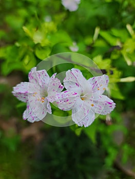 Very rare flowers in sinharaja rainforest.