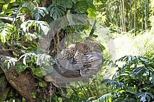 Very rare Javan leopard, Panthera pardus melas in tropical jungle