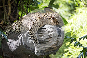 Very rare Javan leopard, Panthera pardus melas in tropical jungle