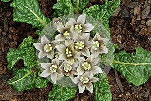 Very rare mandrake flower Mandragora officinarum
