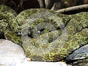 very rare Mangshan Pit viper, Protobothrops mangshanensis, is curiously colored