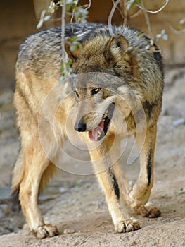 The Very Rare Mexican Wolf