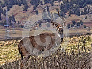 Very rare Mountain nyala, Tragelaphus buxtoni, is a large antelope, lives only in a small area of Bale National Park, Ethiopia photo