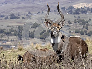 Very rare Mountain nyala, Tragelaphus buxtoni, is a large antelope, lives only in a small area of Bale National Park, Ethiopia