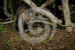 Very rare ocelot in the night of brazilian jungle