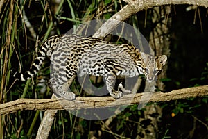 Very rare ocelot in the night of brazilian jungle