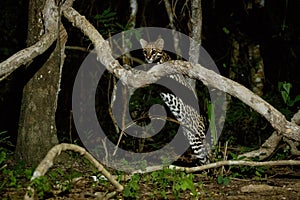 Very rare ocelot in the night of brazilian jungle