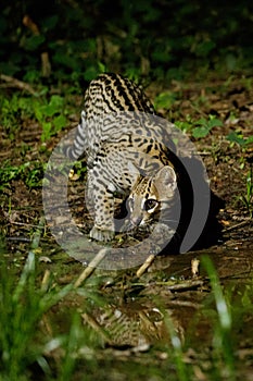 Very rare ocelot in the night of brazilian jungle