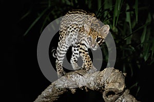 Very rare ocelot in the night of brazilian jungle