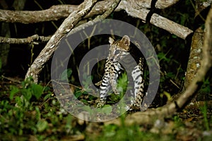 Very rare ocelot in the night of brazilian jungle