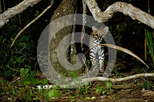 Very rare ocelot in the night of brazilian jungle