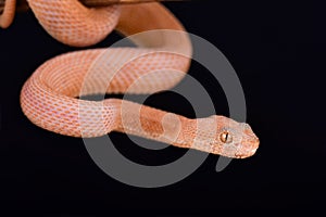 Mangrove pit viper Trimeresurus purpureomaculatus LEUCISTIC photo