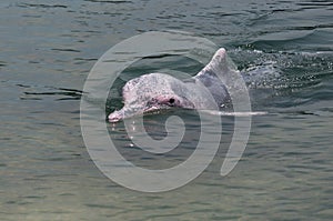 Very rare pink dolphin