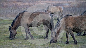 Very rare Polish wild ponies grazing winter grass in windy day. Natural park in Eastern Poland.