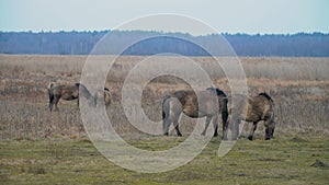 Very rare Polish wild ponies grazing winter grass in windy day. Natural park in Eastern Poland.