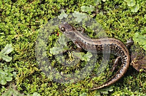 Very rare salamander Hynobius keyserlingii