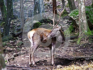 The very rare sardinian deer photo