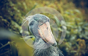 Very rare the shoebill Balaeniceps rex also known as whalehead, whale-headed stork, or shoe-billed stork in Prague zoo