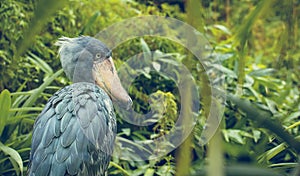 Very rare the shoebill Balaeniceps rex also known as whalehead, whale-headed stork, or shoe-billed stork in Prague zoo