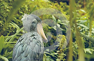 Very rare the shoebill Balaeniceps rex also known as whalehead, whale-headed stork, or shoe-billed stork in Prague zoo