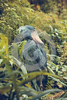 Very rare the shoebill Balaeniceps rex also known as whalehead, whale-headed stork, or shoe-billed stork in Prague zoo photo