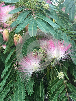 Silk tree flowers