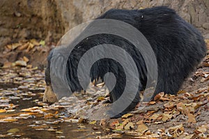 Very rare sloth bear male search for termites in indian forest