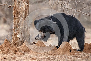 Very rare sloth bear male search for termites in indian forest