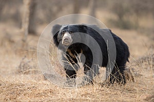 Very rare sloth bear male search for termites in indian forest