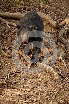 Very rare sloth bear male search for termites in indian forest